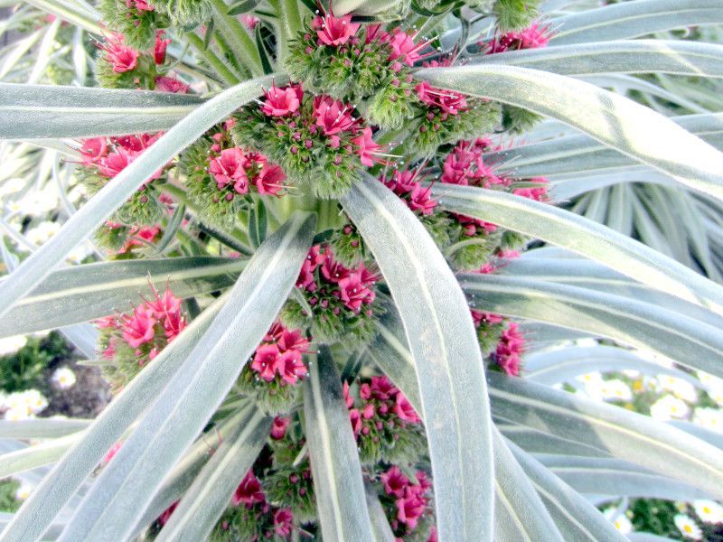Echium wildpretii