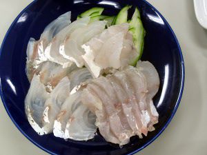 マゴチ 真鯒 かぎけんweb マゴチ 真鯒 かぎけんweb
