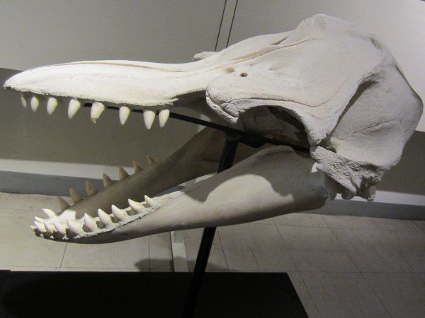 クジラ(鯨)|シロナガスクジラは世界最大の海生哺乳類【かぎけんWEB】
