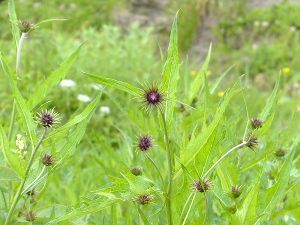 �^�e���}�A�U�~�i���R�H�j