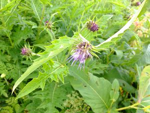 �^�e���}�A�U�~�i���R�H�j