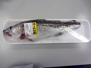 マダラ 真鱈 かぎけんweb マダラ 真鱈 かぎけんweb