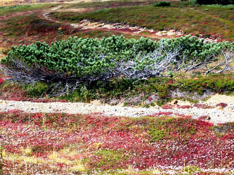 `O}_fuji_8i2015N921j