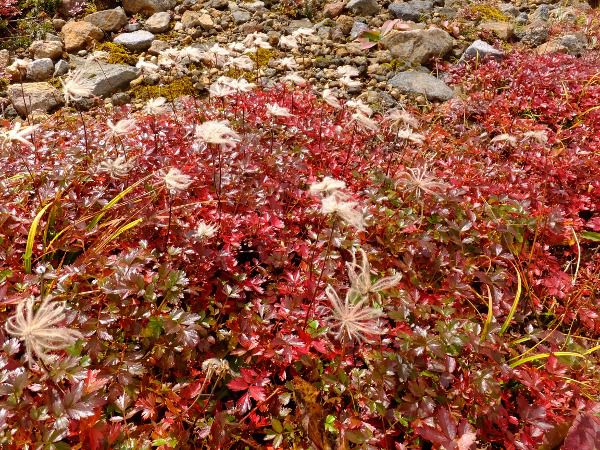 `O}_fuji_11i2015N921j