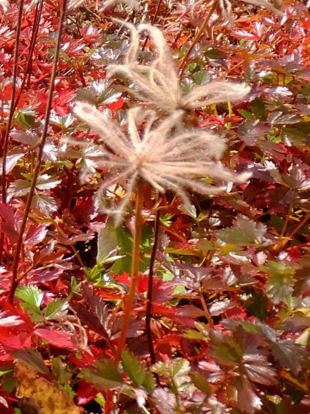 `O}_fuji_12i2015N921j