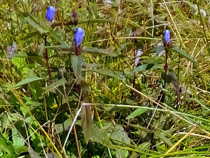 G]I}hE_fuji_13i2015N921j