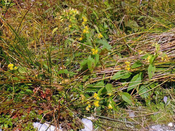 ~}ALmL\E_fuji_15i2015N921j