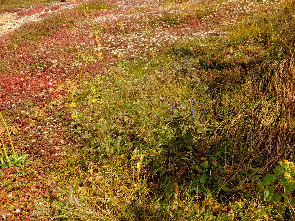 OhJo[_fuji_16i2015N921j