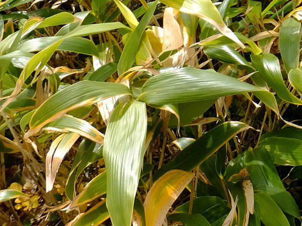 N}UTƃnC}c̗_fuji_18i2015N921j