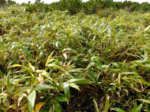 N}UTƃnC}c̗_fuji_20i2015N921j