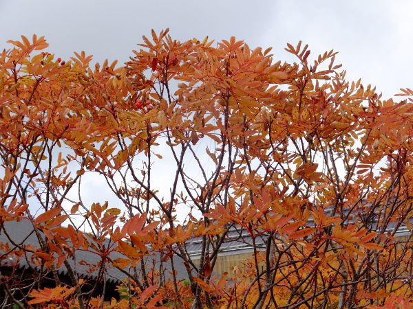 EWiiJ}h_fuji_21i2015N921j