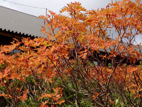 EWiiJ}h_fuji_22i2015N921j