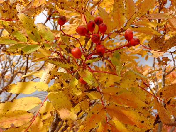 EWiiJ}h_fuji_23i2015N921j