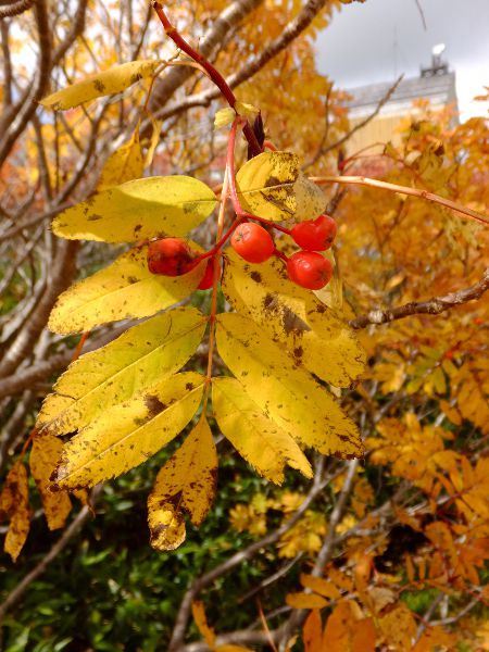 EWiiJ}h_fuji_24i2015N921j