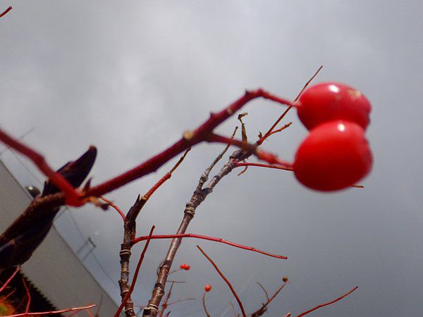 EWiiJ}h_fuji_25i2015N921j