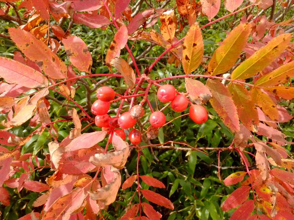 EWiiJ}h_fuji_26i2015N921j