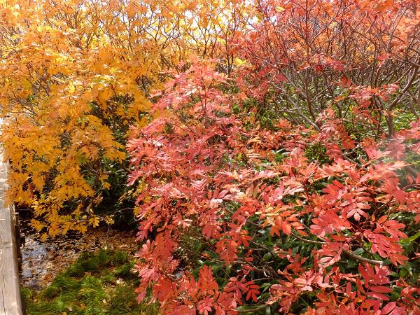 EWiiJ}h_fuji_27i2015N921j