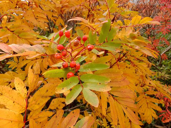 EWiiJ}hΉ_fuji_28i2015N921j