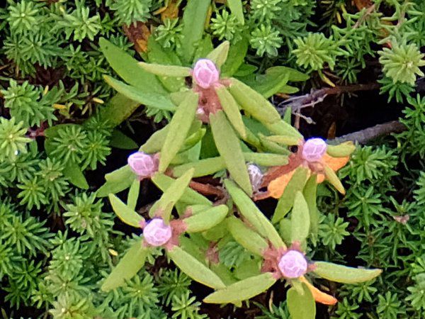 G]C\ccW_fuji_6i2015N921j