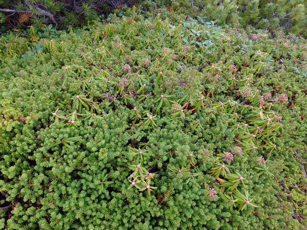 G]C\cWc_fuji_6i2015N921j