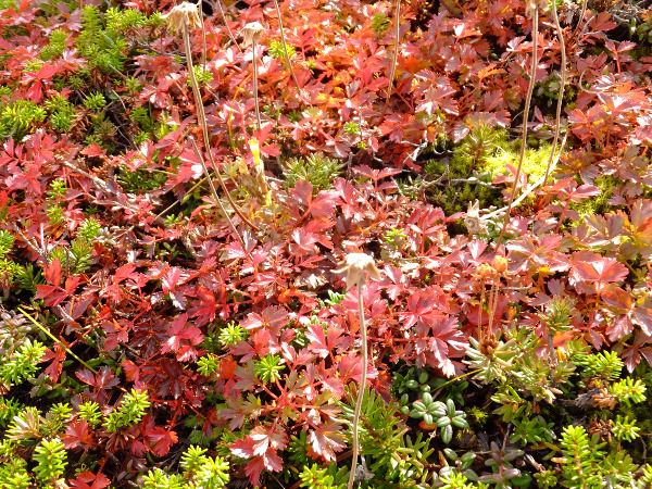 `O}_fuji_8i2015N921j