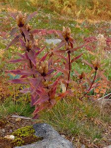 �G�]�I���}�����h�E_fuji_9�i2015�N9��21���j