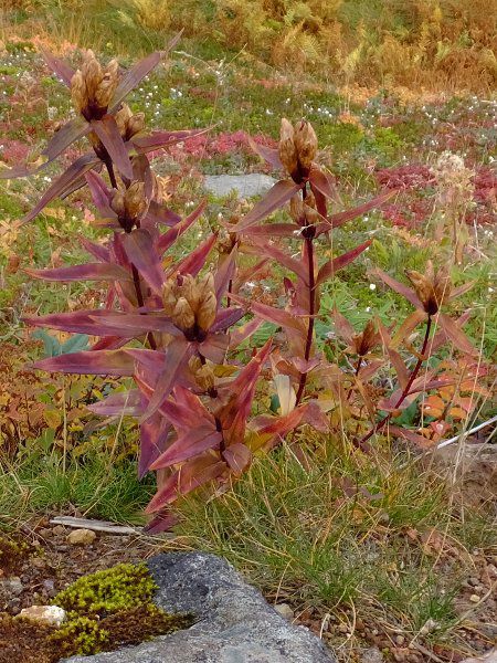 G]I}hE_fuji_9i2015N921j