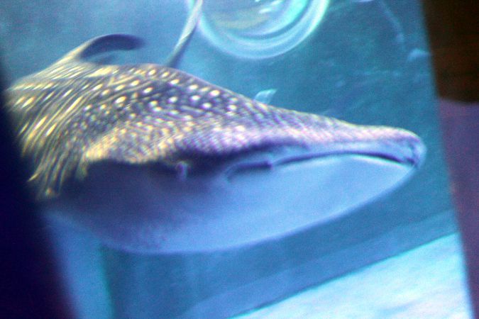 ジンベイザメ 甚平鮫 かぎけんweb