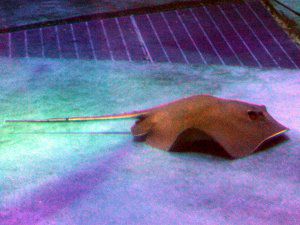 ���W���G�C