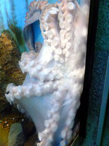 ミズダコ 水蛸 かぎけんweb ミズダコ 水蛸 かぎけんweb
