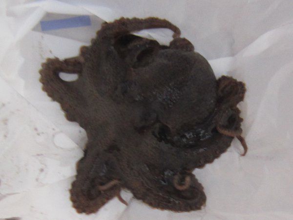 イイダコ 飯蛸 かぎけんweb イイダコ 飯蛸 かぎけんweb
