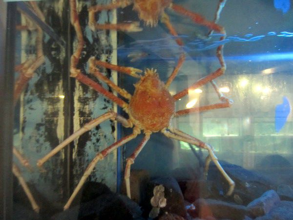 タカアシガニ 高脚蟹 かぎけんweb