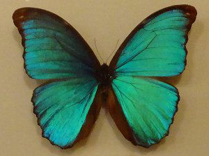 節足動物図鑑 昆虫類 クモ類 甲殻類 カブトガニ類 ムカデ類 かぎけんweb