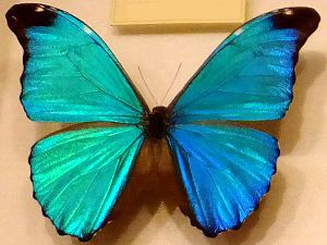 節足動物図鑑 昆虫類 クモ類 甲殻類 カブトガニ類 ムカデ類 かぎけんweb