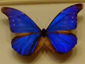 節足動物図鑑 昆虫類 クモ類 甲殻類 カブトガニ類 ムカデ類 かぎけんweb