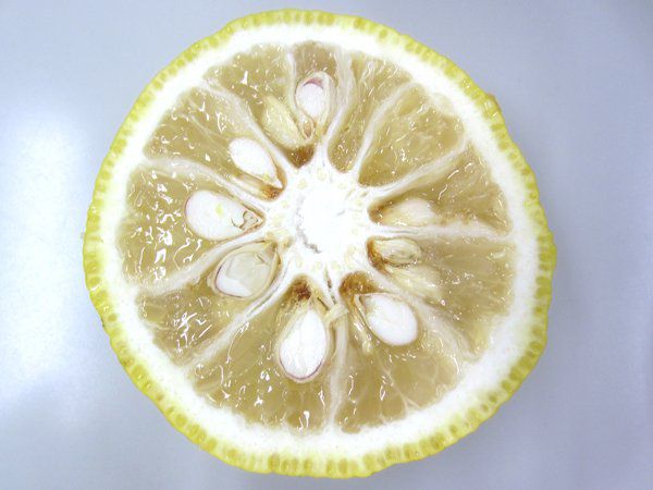 水玉レモン
