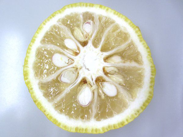 レモン(Lemon)