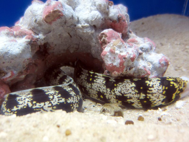 熱帯魚と水棲生物図鑑【かぎけんWEB】
