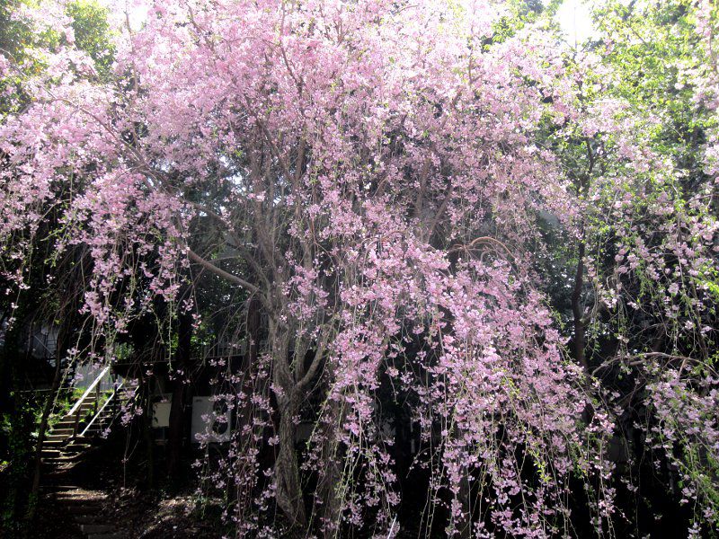NH『枝垂れ桜』『クレマチス』 NH『枝垂れ桜』『クレマチス』 Clematis ｜クレマチス – GcmRanch
