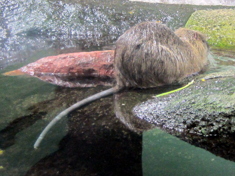 �k�[�g���A�iNutria�j