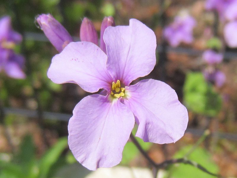 ムラサキハナナ 紫花菜 かぎけんweb