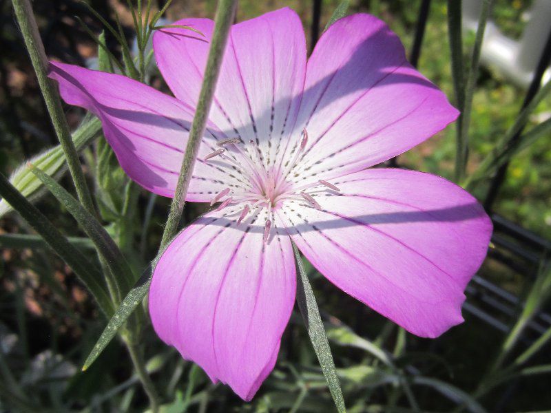 ア行の花図鑑 アイウエオ かぎけんweb ア行の花図鑑 アイウエオ かぎけんweb