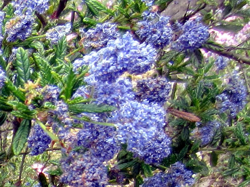 ceanothus