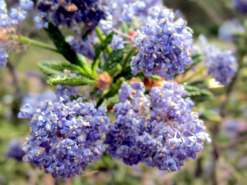 ceanothus