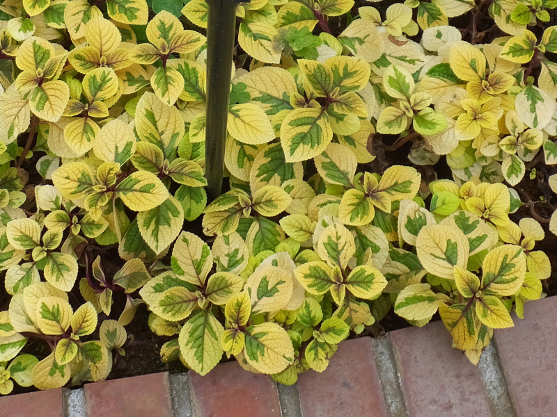 plectranthus-discolor