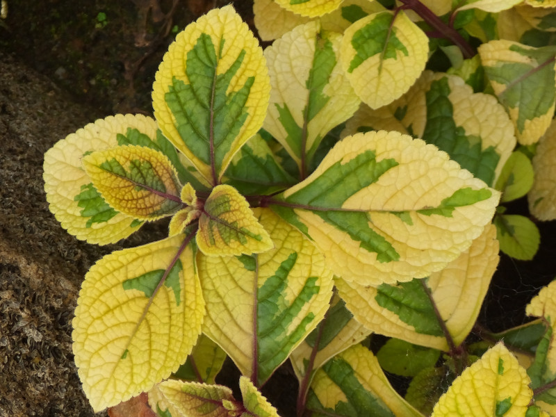 plectranthus-discolor