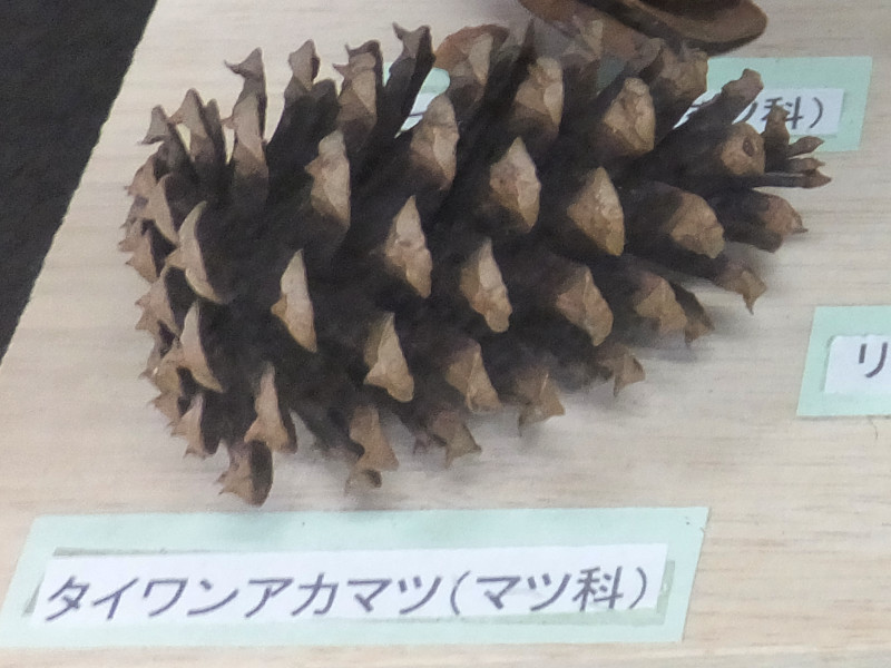 �o�r�V���E�i�n����)