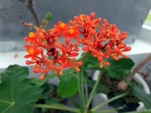 ヤトロファ　ポダグリカ isla del pescado - Jatropha podagrica-サンゴ油桐