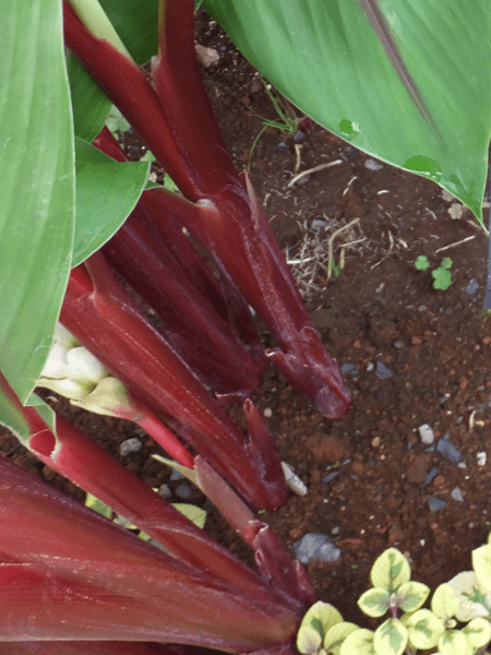 NN}ExXPX(Curcuma rubescens)