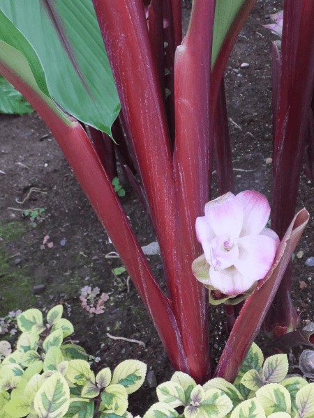 NN}ExXPX(Curcuma rubescens)